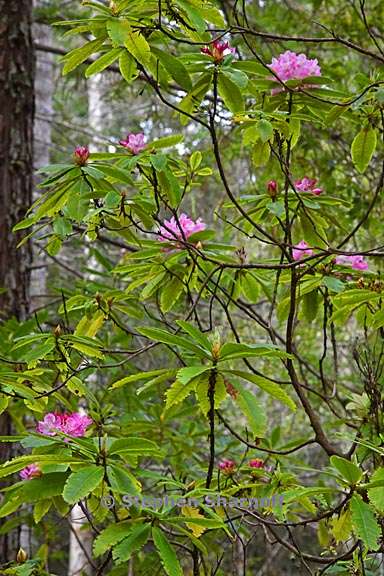 rhododendron macrophyllum 12 graphic